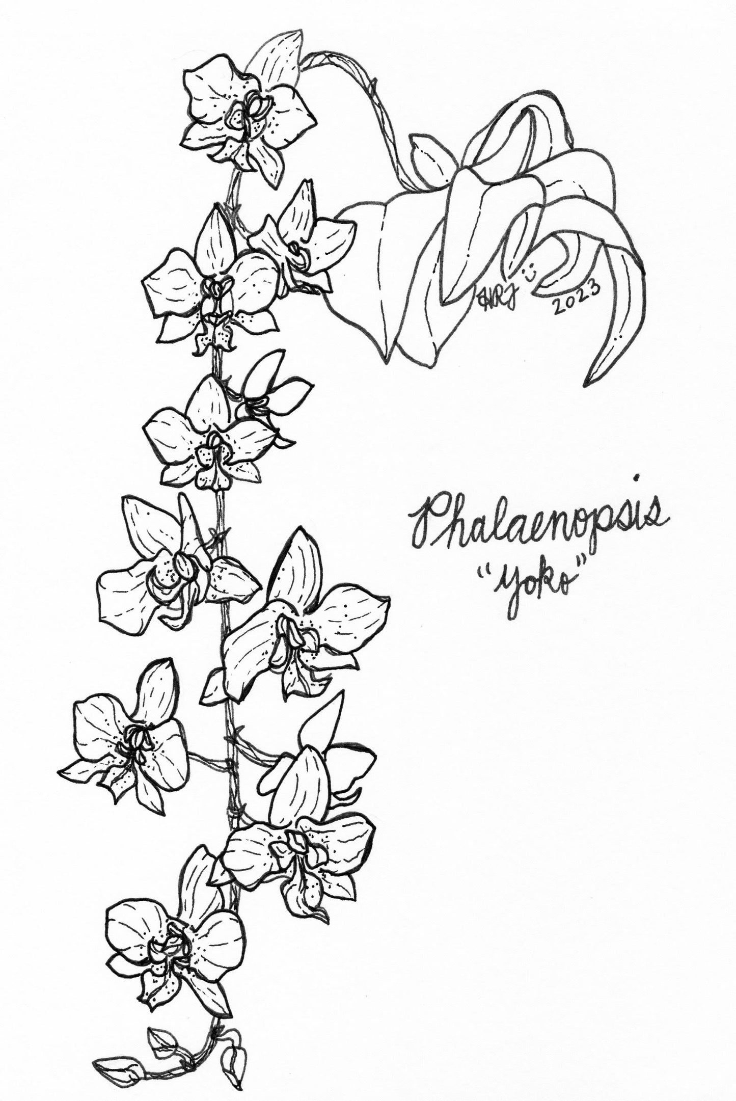 Digital Download: Phalaenopsis Yoko Orchid Illustration 2023