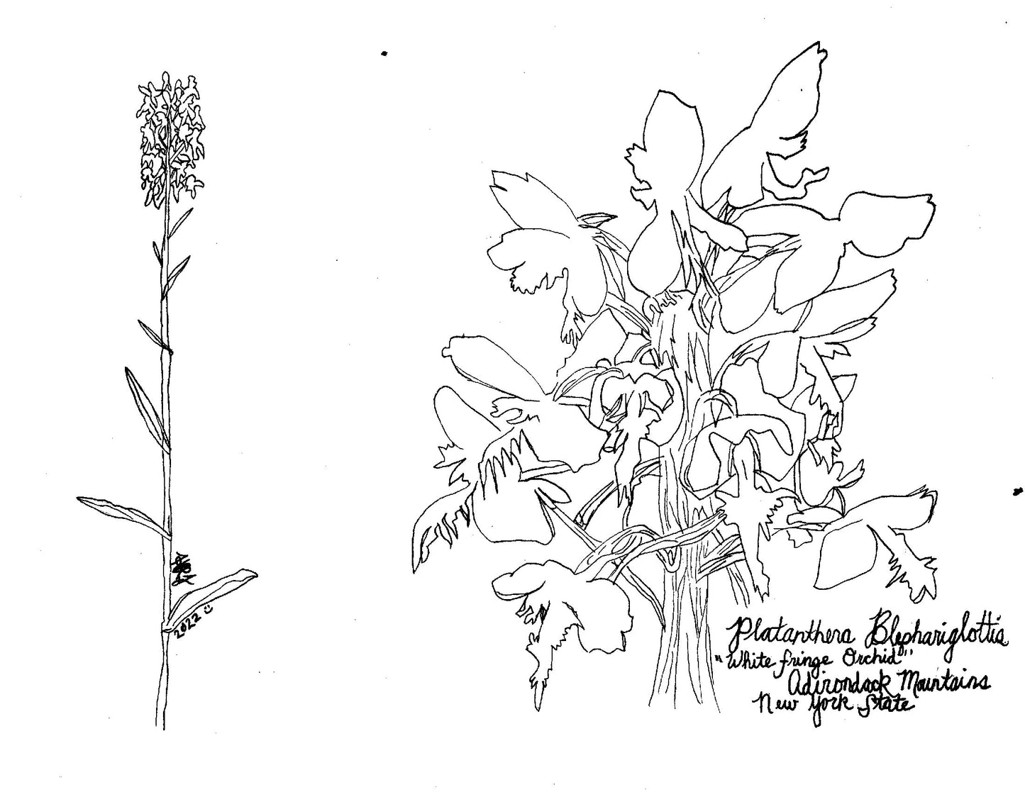 Digital Download: Platanthera Blephariglottia Orchid Illustration 2022