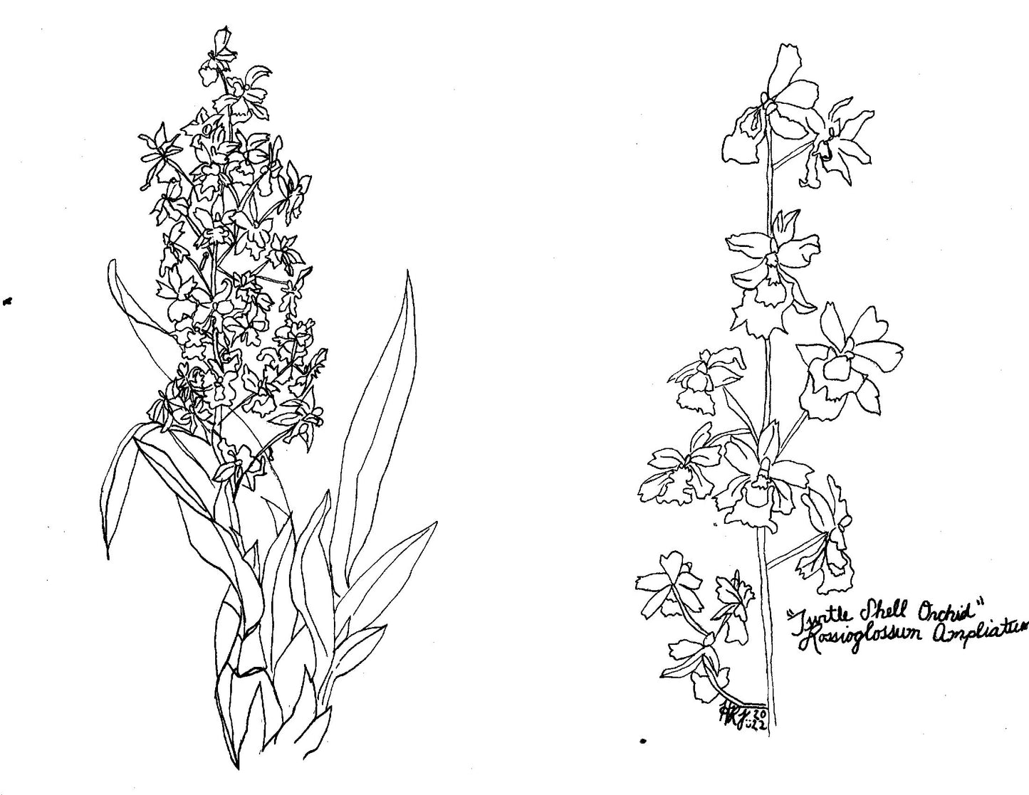 Digital Download: Rossioglossum Ampliatum Orchid Illustration 2022