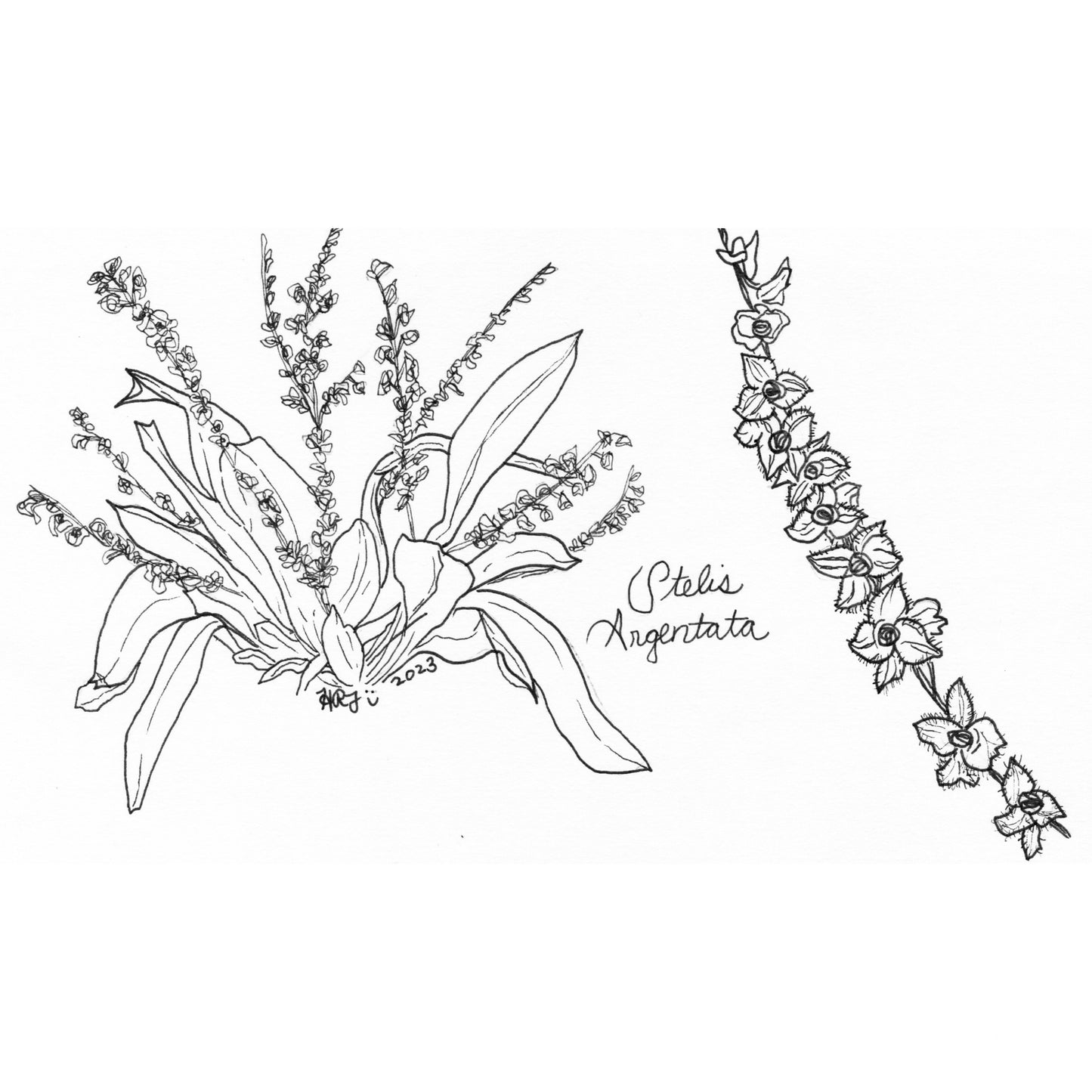 Digital Download: Stelis Argentata Orchid Illustration 2023