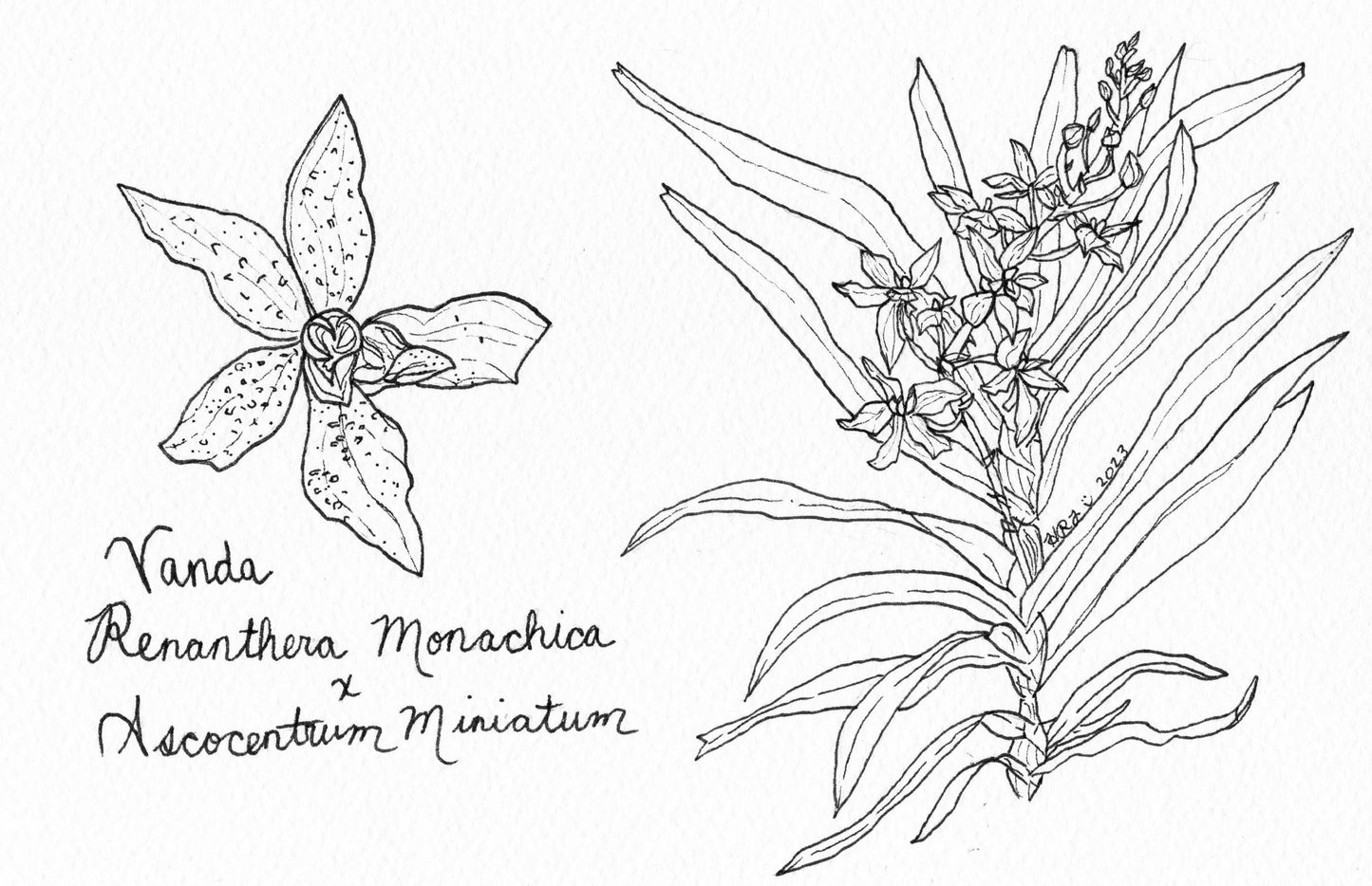 Digital Download: Stelis Argentata Orchid Illustration 2023