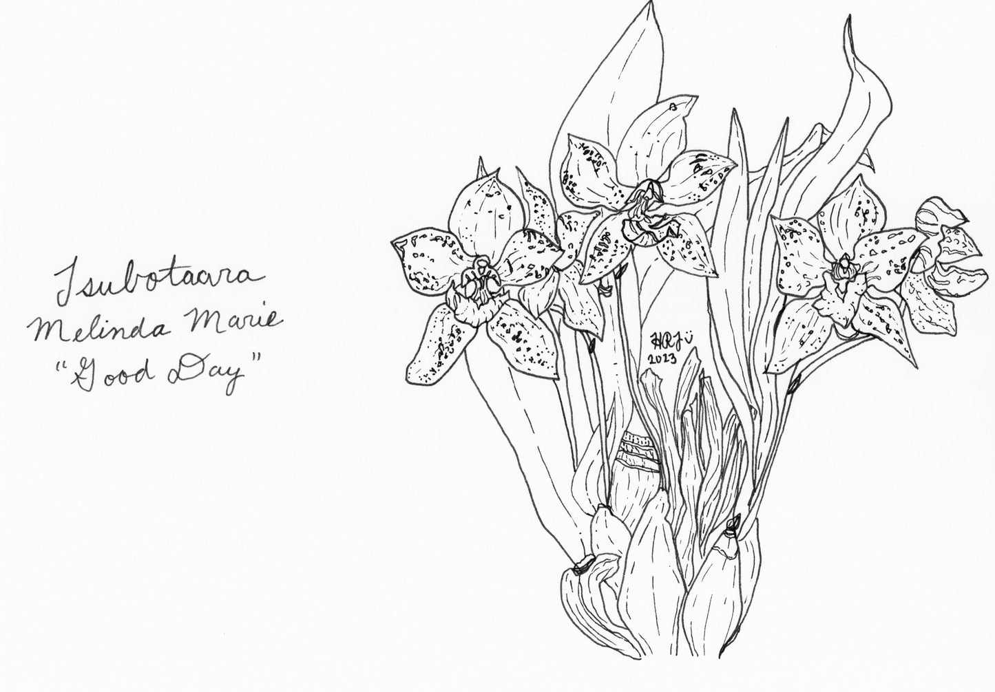 Digital Download: Vanda Tsubotaara Melinda Marie Good Day Orchid Illustration 2023