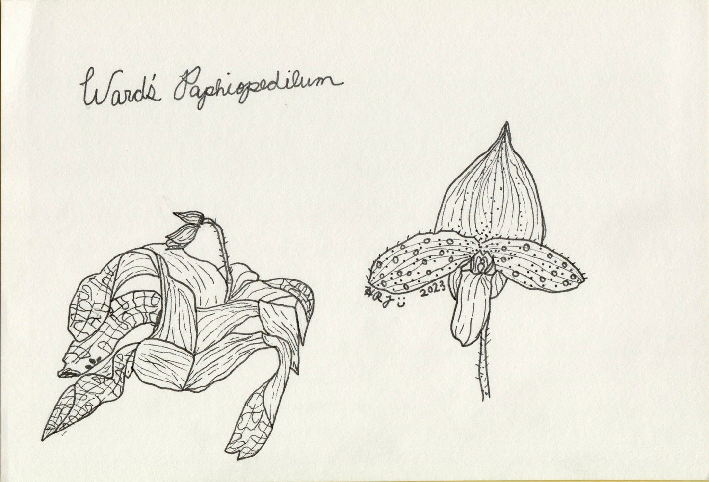 Digital Download: Ward's Paphiopedilum Orchid Illustration 2023