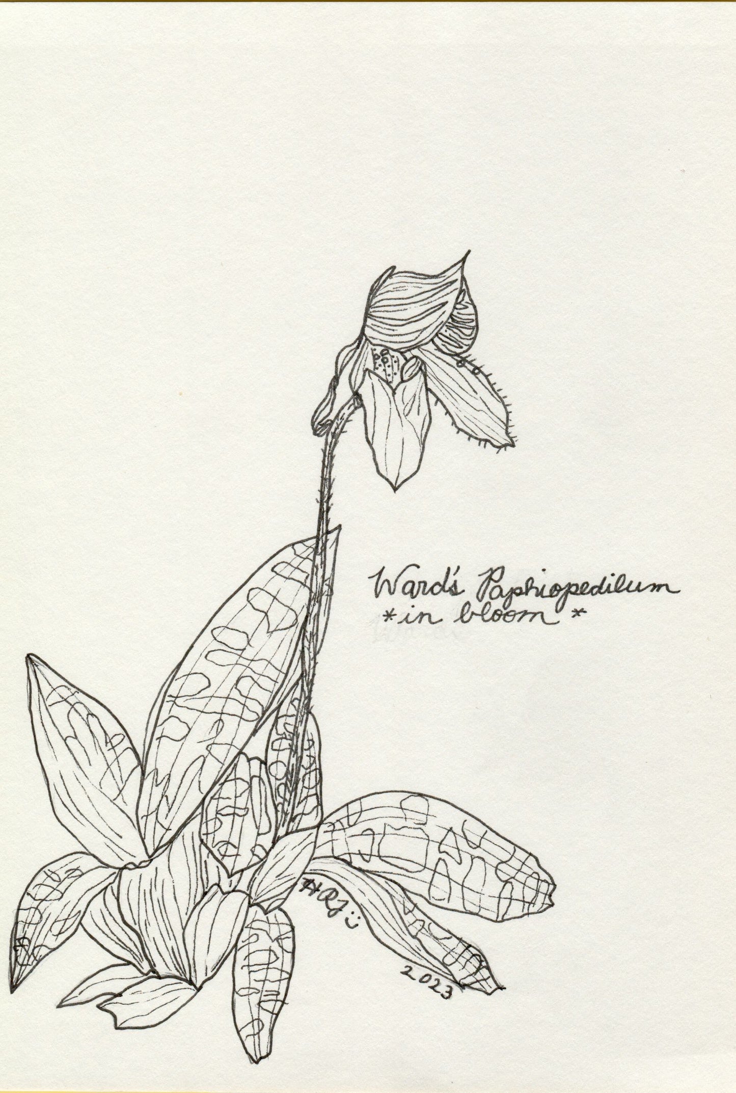 Digital Download: Ward's Paphiopedilum Orchid Illustration 2023