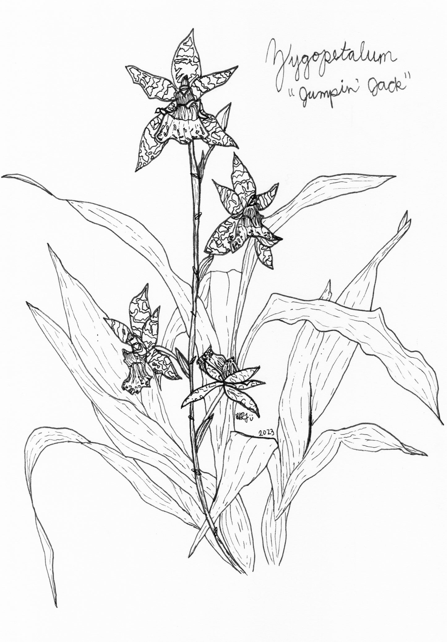 Digital Download: Zygopetalum Jumpin Jack Orchid Illustration 2023