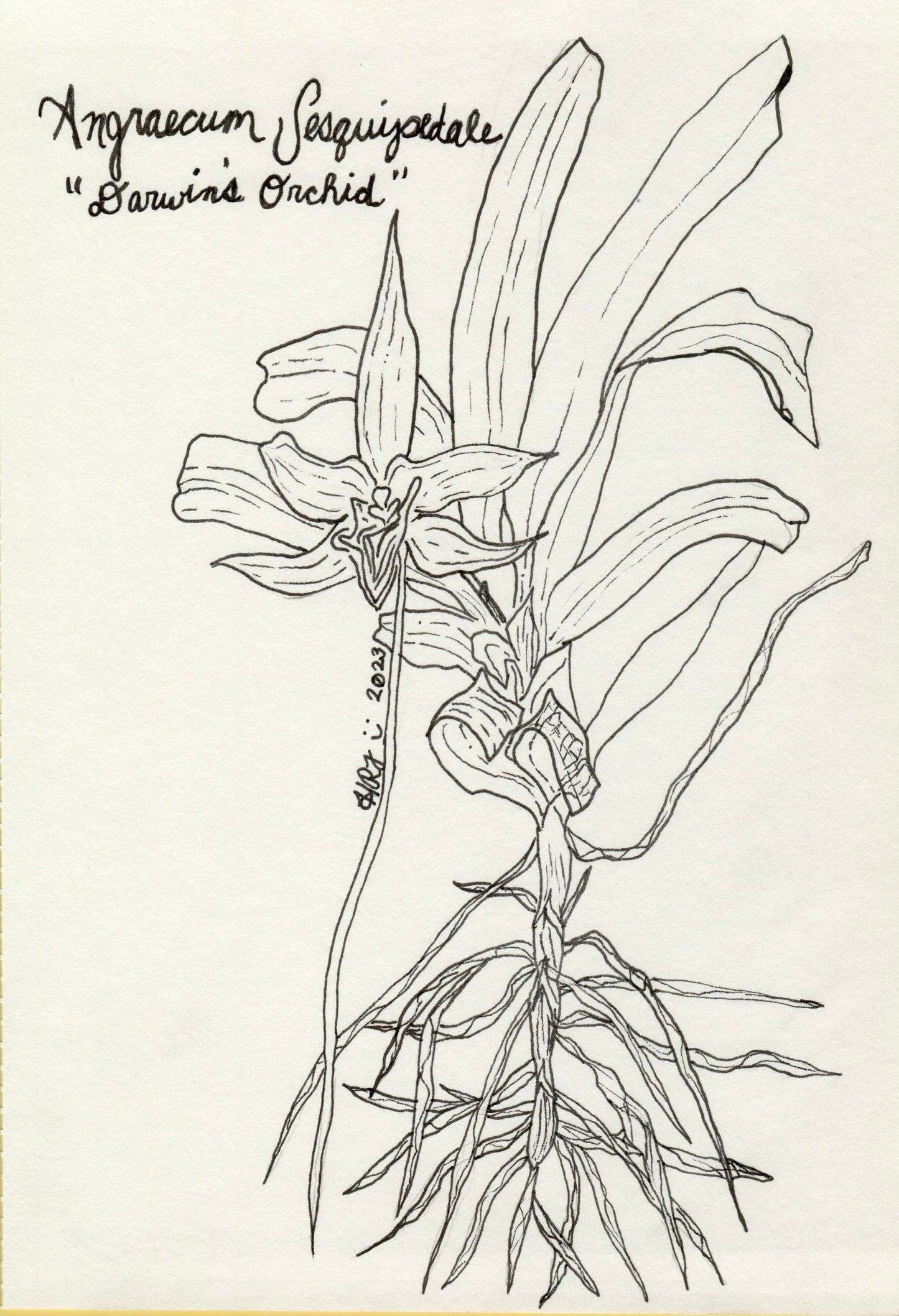 Darwin's Orchid Illustration 2023