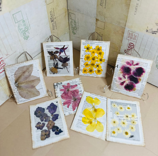 Dried Flower Specimen Card Set