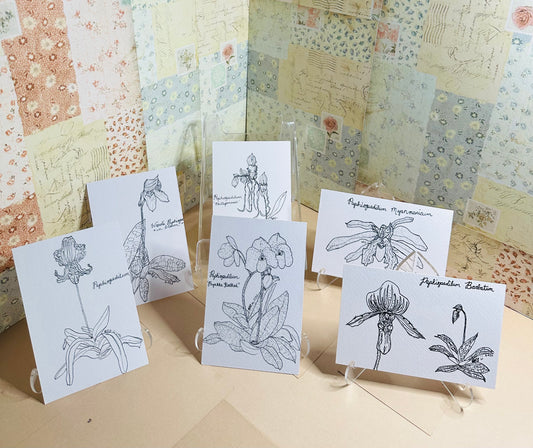 Paphiopedilum Orchid Postcard Bundle